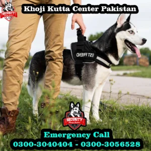 khoji kutta service 2
