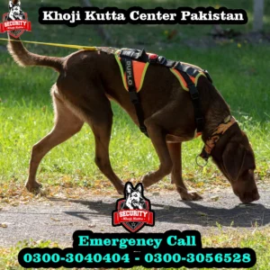 khoji kutta service 4