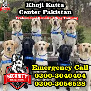 professional handler & dog training, khoji kutta