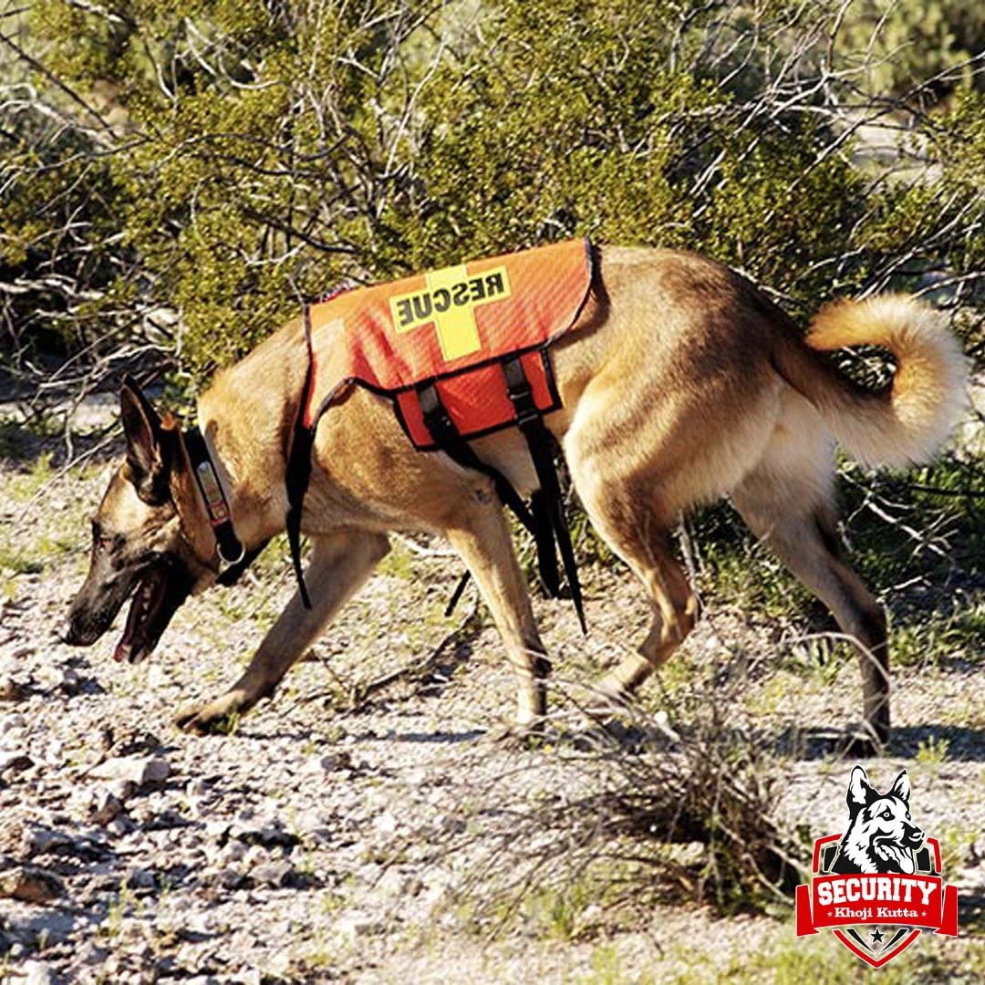 Training khoji kutta service 5