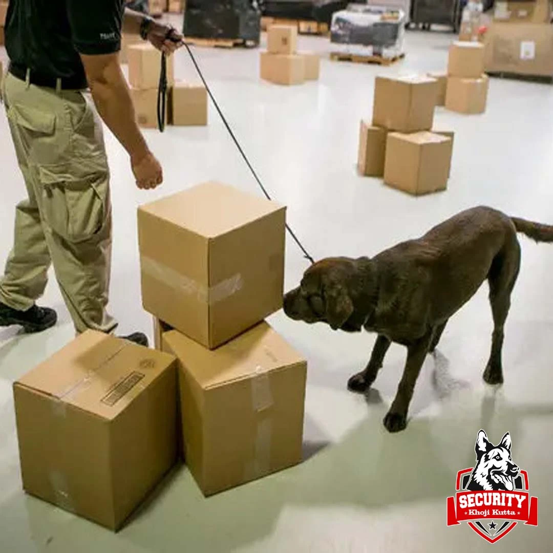 Training khoji kutta service 6